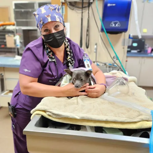 Staff member dressed in purple caring for a little gray dog on a table